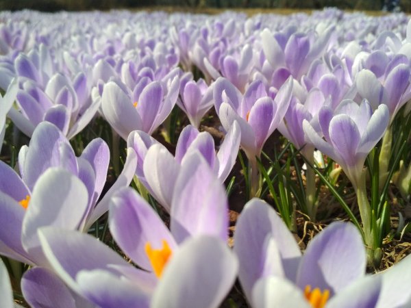 Апрельские цветы