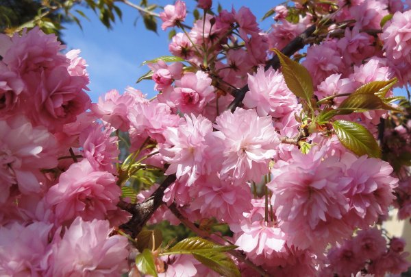 Красивые апрельские цветы