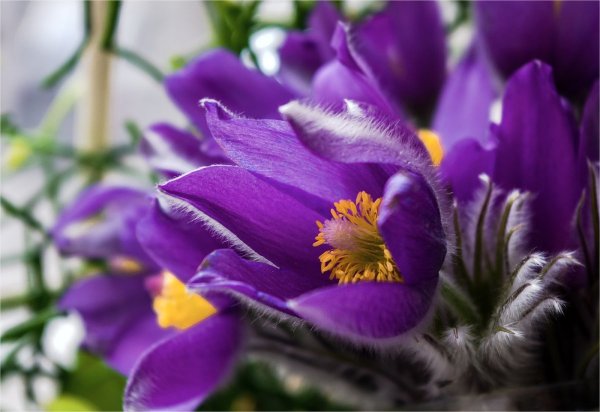 Цветы апреля картинки