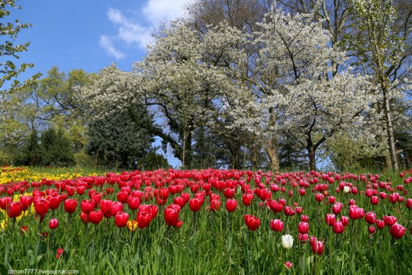 Апрельские цветущие белые цветы в саду