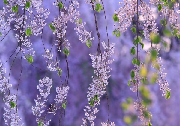 Глициния китайская