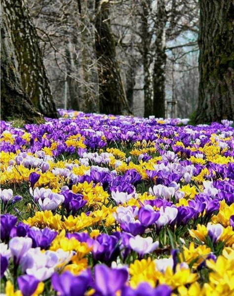 Весенние цветы