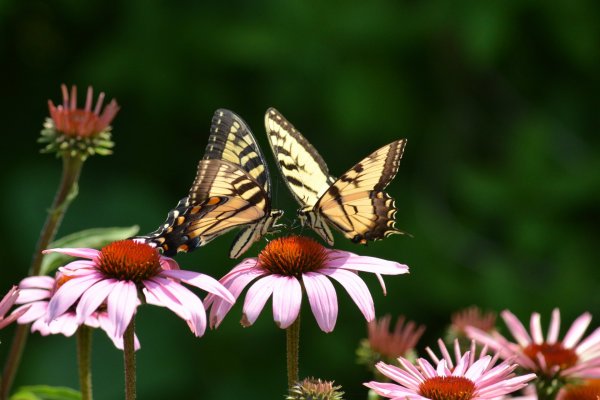 Бабочки в цветах