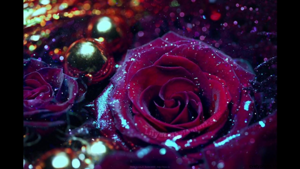 Розы в блестках