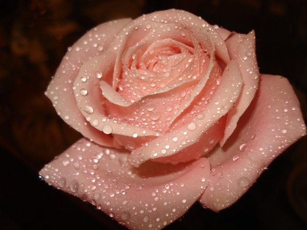 Розовые розы с блестками