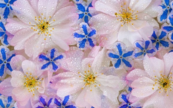 Блестящие цветочки