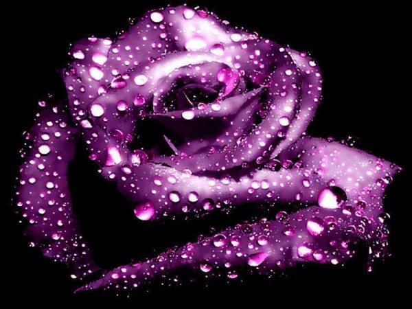 Блестящие цветы