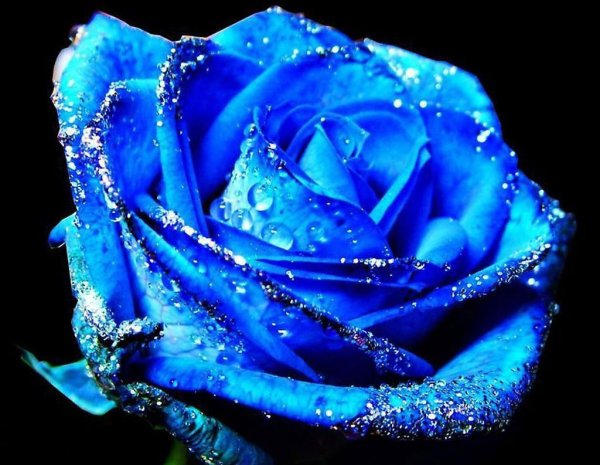 Сверкающие цветы