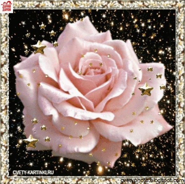 Сияющая роза