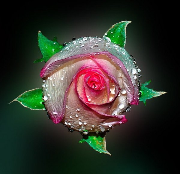 Цветы в росе