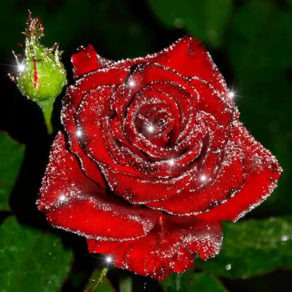 Шикарные розы мерцающие