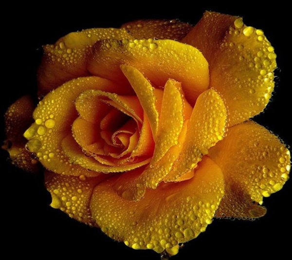 Роза блестящая