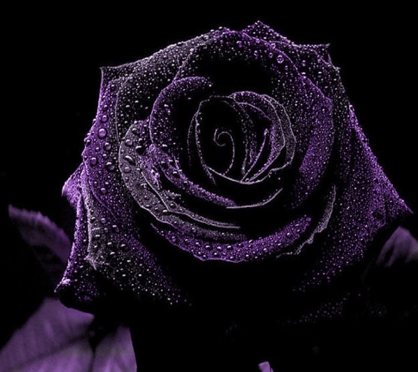 Черно фиолетовые розы