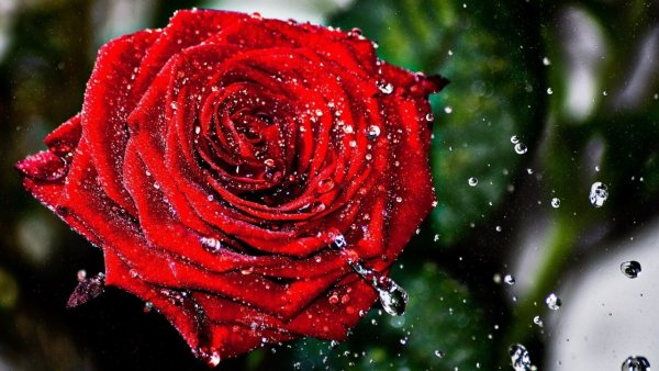 Красные розы с блестками