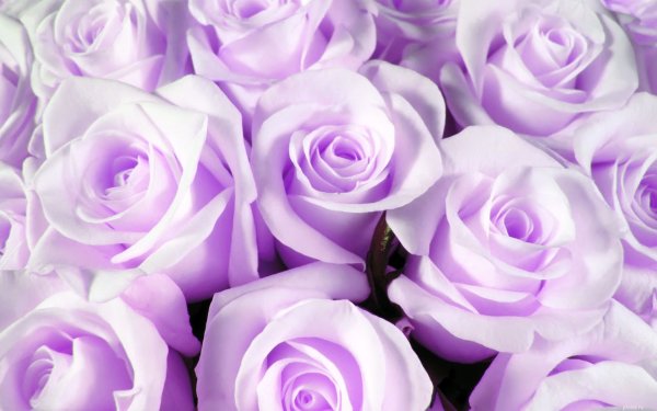 Фиолетовые розы