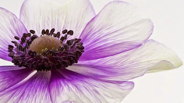 Сиреневые цветы