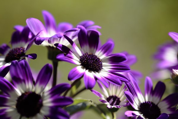 Сиреневые цветы