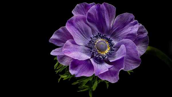 Бело фиолетовые цветы