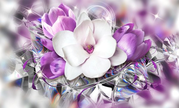 Роза пион фиолетовый