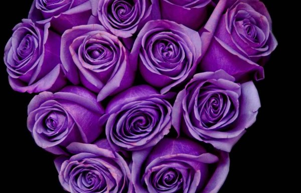 Фиолетовые обои на рабочий стол