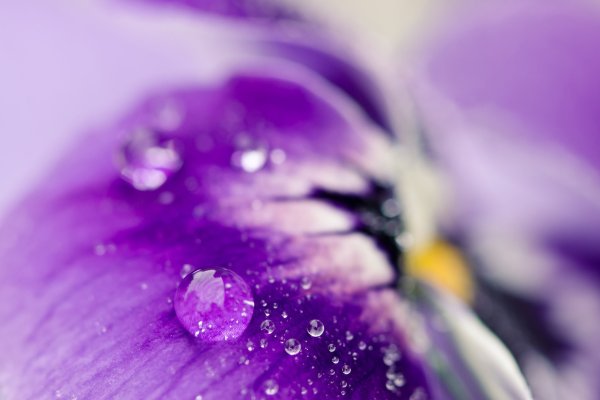 Сиреневые цветы