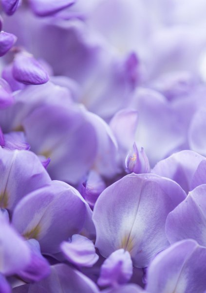 Роза перпл Иришка