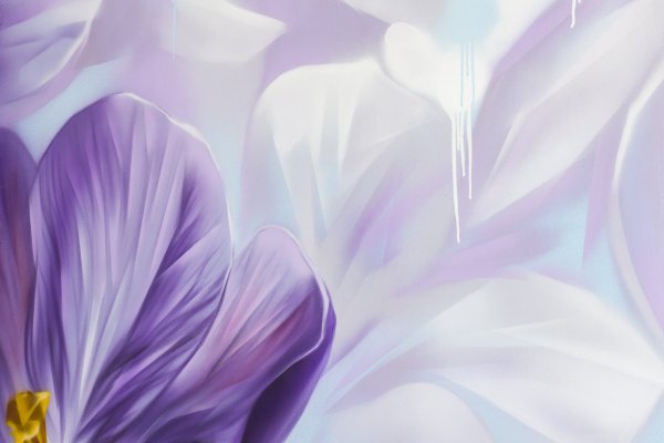 Роза Вайолет вельвет