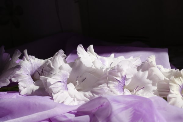 Бело фиолетовые цветы