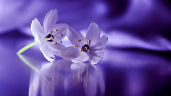 Нежно сиреневая гортензия