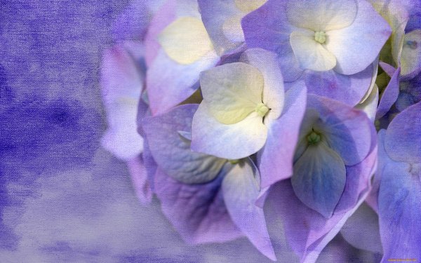 Лаванда Lavandula Vera