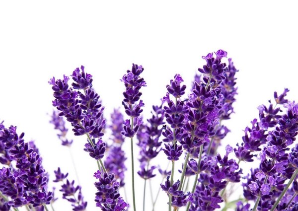 Фиолетовые розы