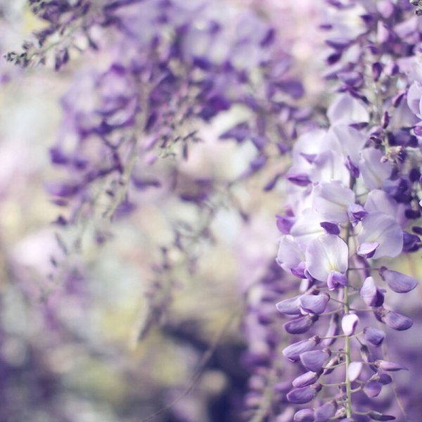 Крокусы белые и сиреневые