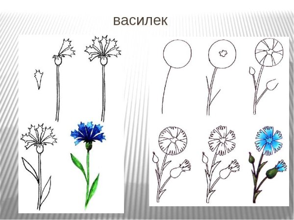 Василек Луговой строение