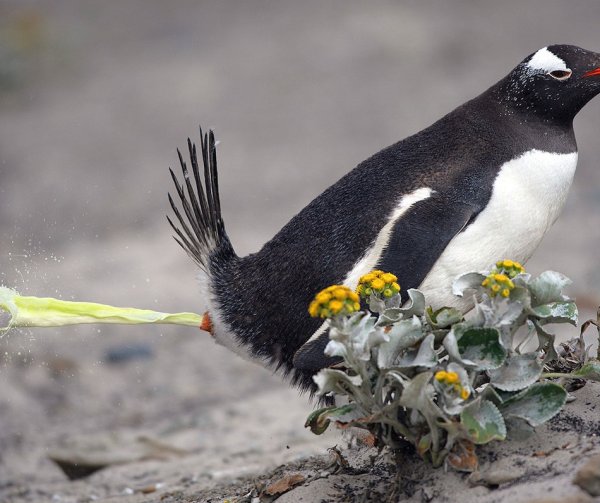 Прикольные пингвины