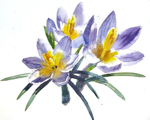 Рисование первоцветы