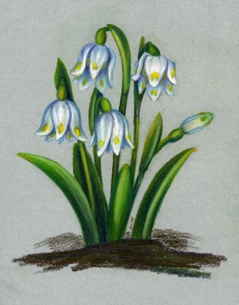 Подснежник референс