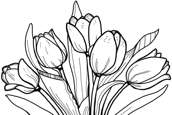 Тюльпан раскраска