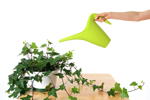 Плющ Хедера полив