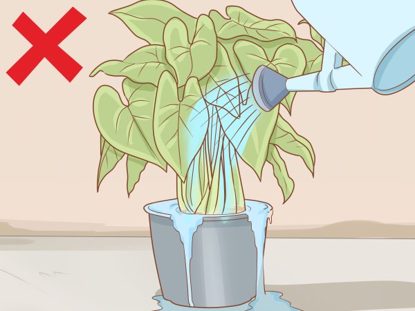 Неправильный полив комнатных растений