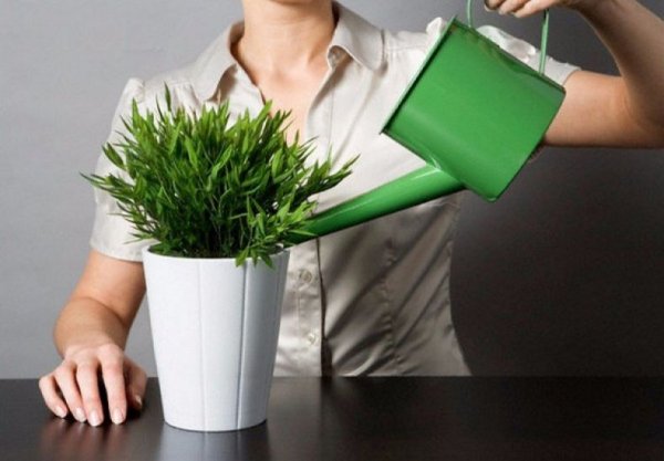 Комнатные цветы полив