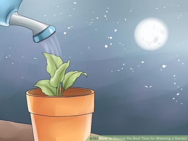 Полив растений мультики