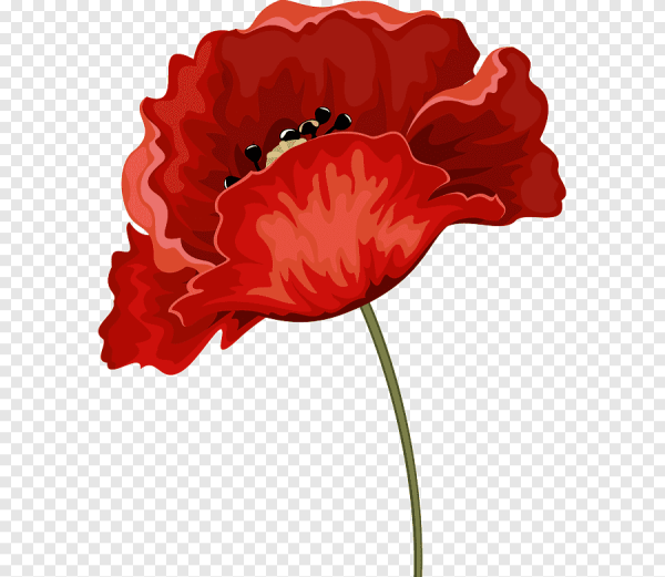 Мак на белом фоне