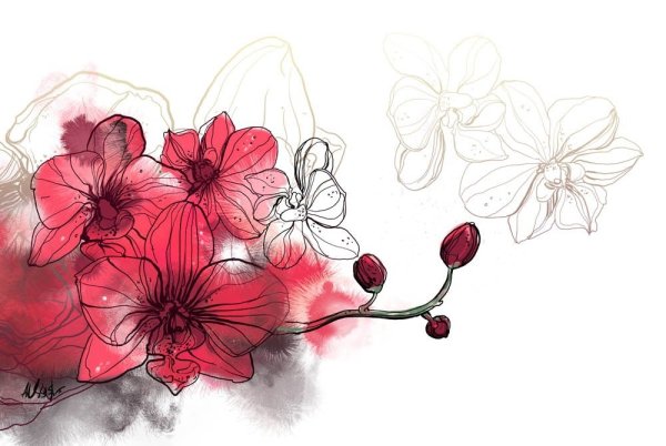 Орхидея рисунок