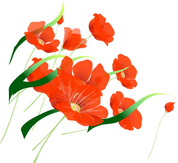 Маки на прозрачном фоне