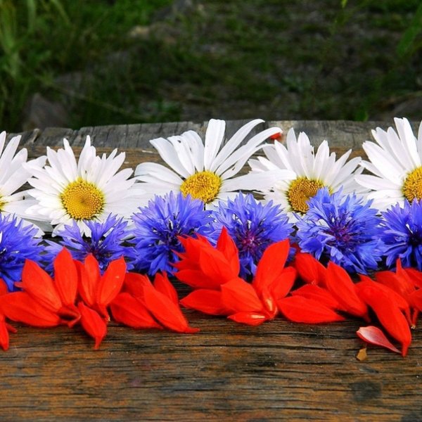 В цветах флага России