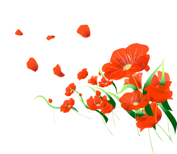 Летние цветы на прозрачном фоне