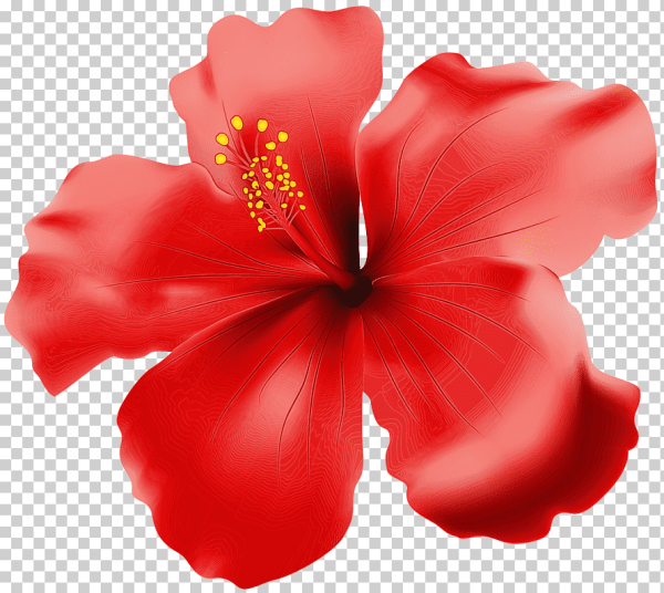 Гибискус на белом фоне