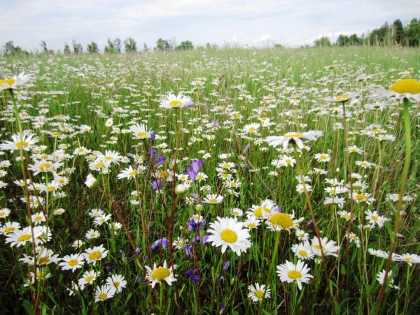 Ромашковое поле в Подмосковье