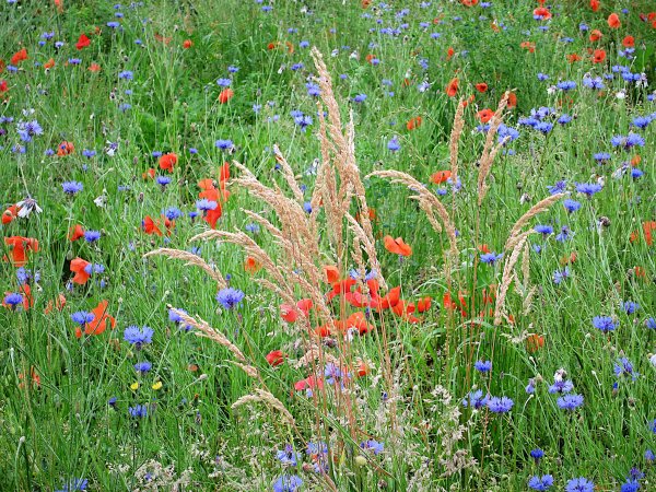 Луговые цветы на даче