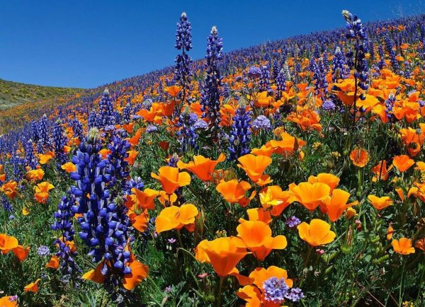 Маковое поле с ромашки васильки